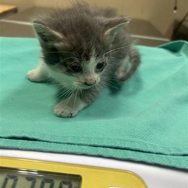 A baby small-sized female Gray / Blue / Silver Domestic Short Hair cat named Unknown for adoption in Tacoma, WA