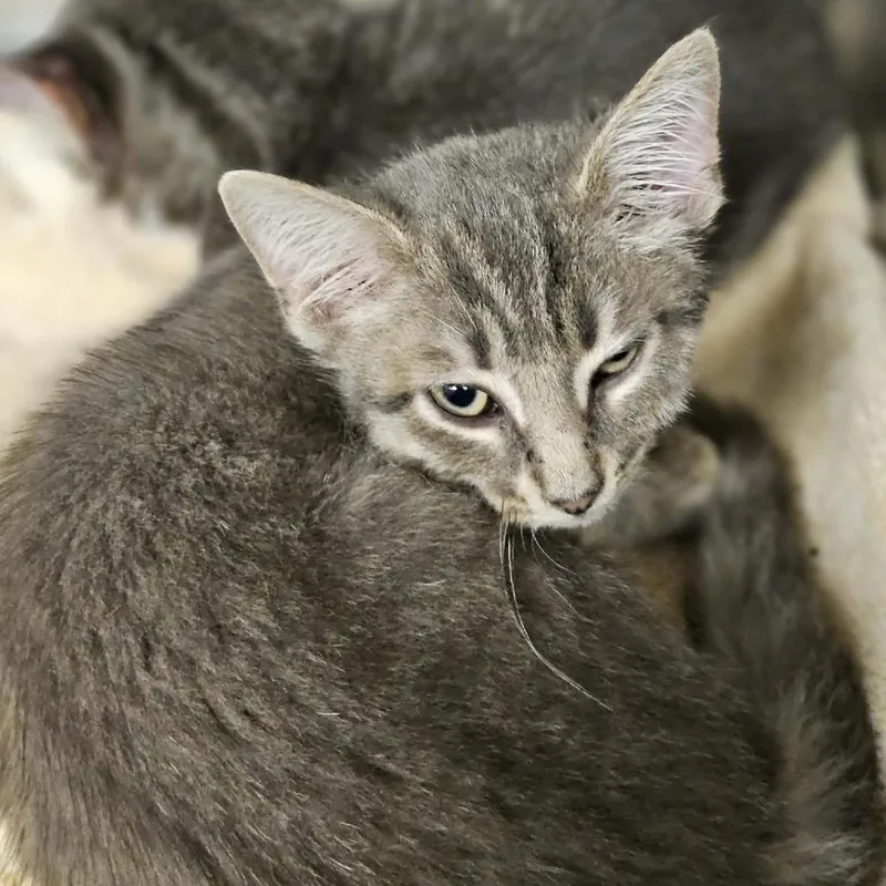 A baby small-sized female Gray / Blue / Silver Domestic Short Hair cat named Esme for adoption in Martinsville, VA