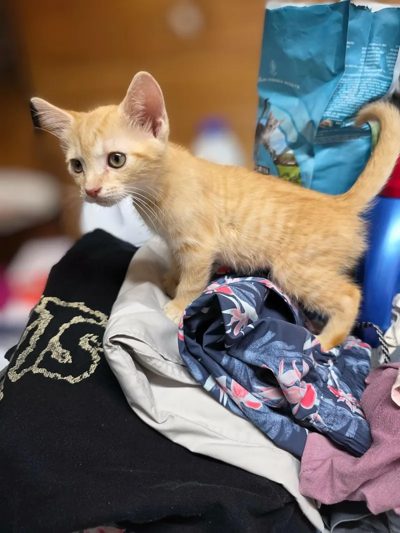 A baby medium-sized male Tabby (Orange / Red) American Shorthair cat named Chuckie for adoption in Rock Spring, GA