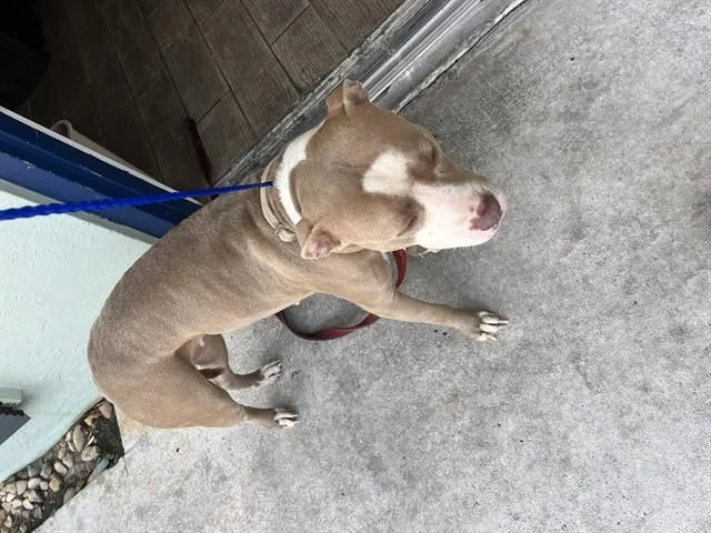 A young large-sized female American Bulldog dog named Missy for adoption in Miami, FL