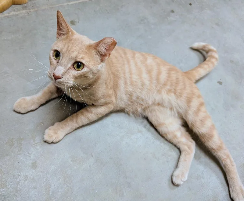 A young medium-sized male Buff / Tan / Fawn Domestic Short Hair cat named Henry for adoption in Ashland, VA
