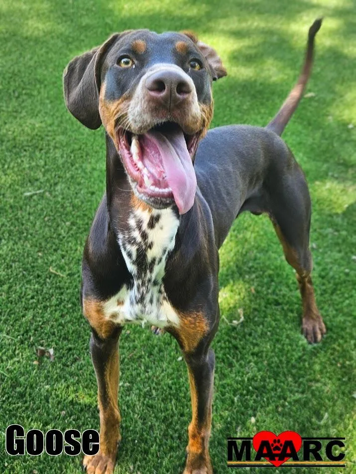 A baby large-sized male Doberman Pinscher dog named Goose for adoption in Maryville, TN
