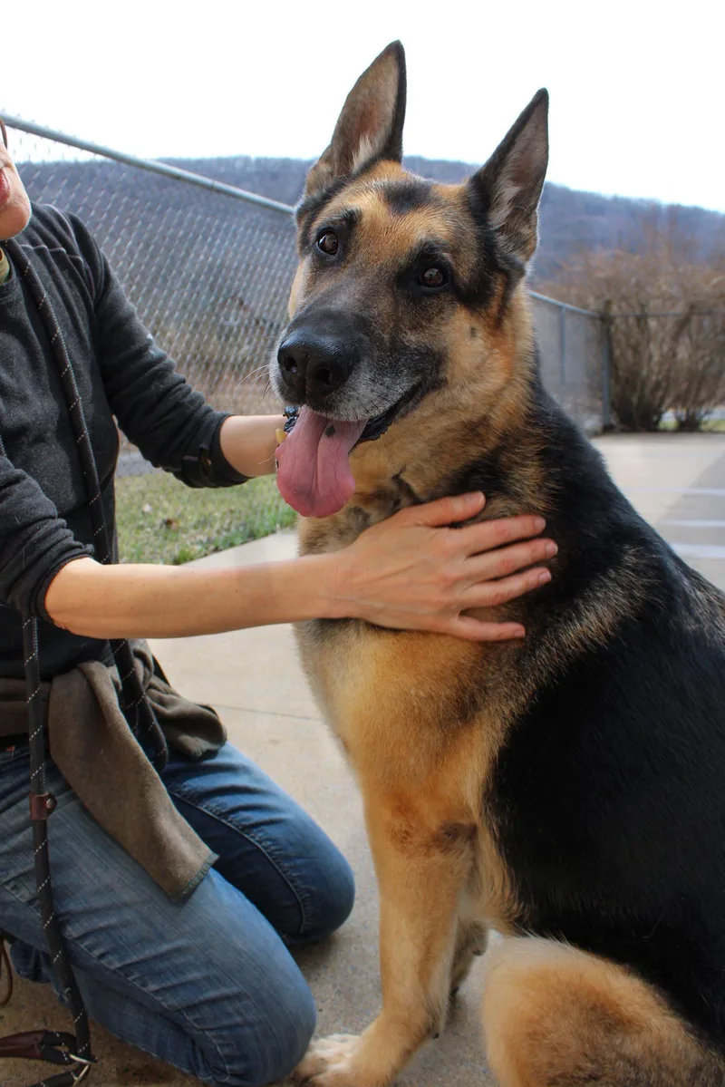 An adult large-sized male Bicolor German Shepherd Dog dog named Sarge for adoption in Delhi, NY