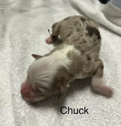 A baby small-sized male Australian Shepherd dog named Chuck for adoption in Arlington, TX
