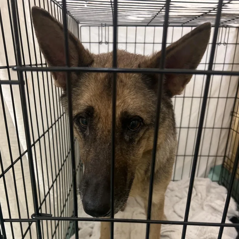 An adult medium-sized female Black Mixed Breed dog named Carlie for adoption in Memphis, TN