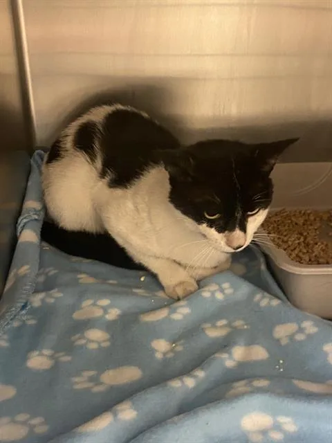 An adult medium-sized male Domestic Short Hair cat named Coupon for adoption in West Valley City, UT