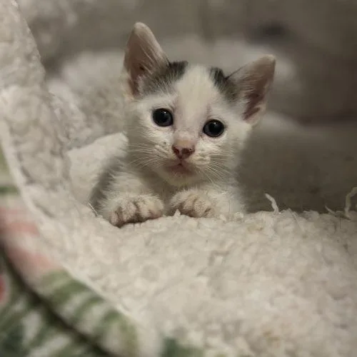 A baby small-sized female White Domestic Short Hair cat named Dolly for adoption in Edmond, OK