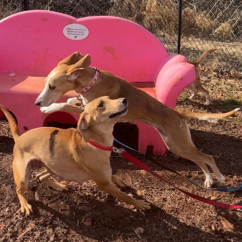 Maisy Mouse thumbnail 3