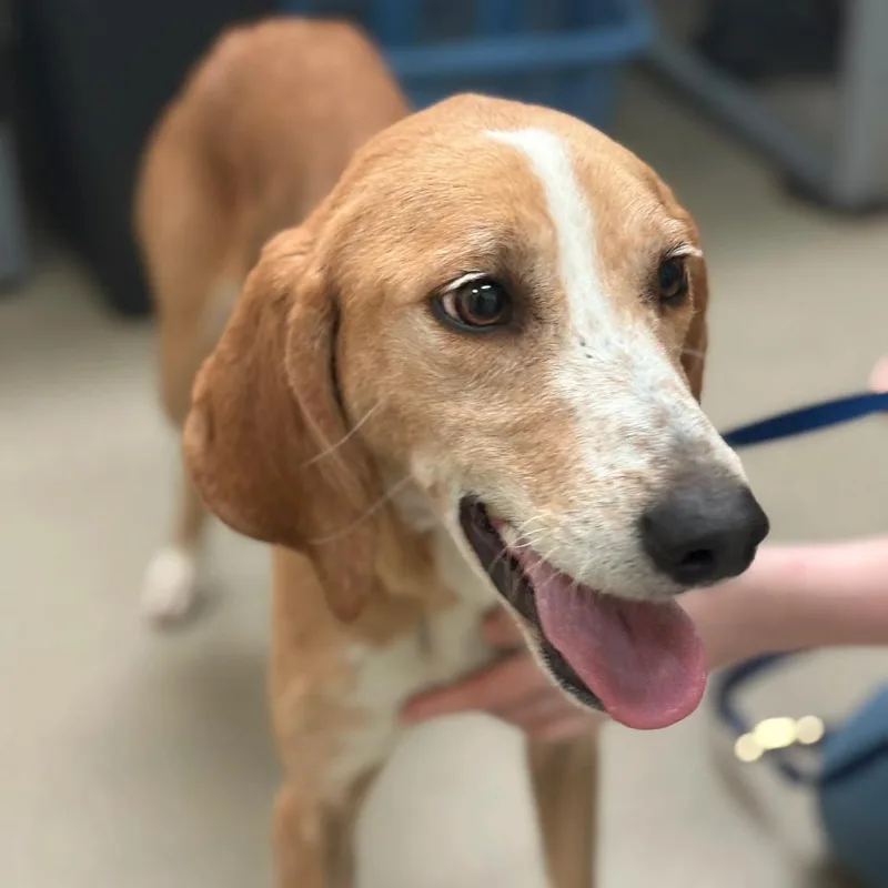 Maisy Mouse thumbnail 4