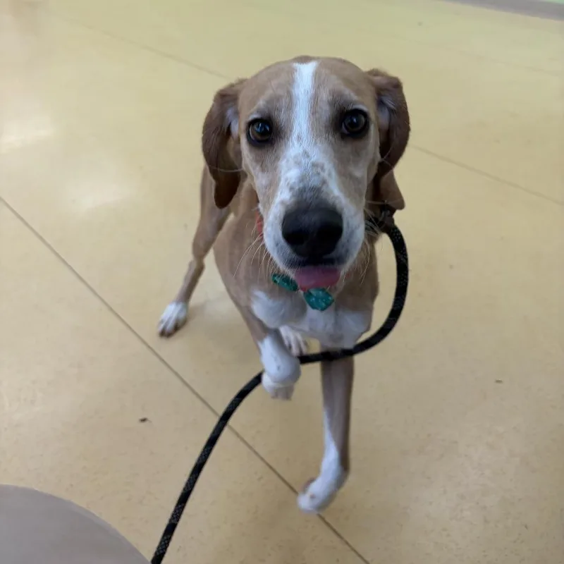 Maisy Mouse thumbnail 6