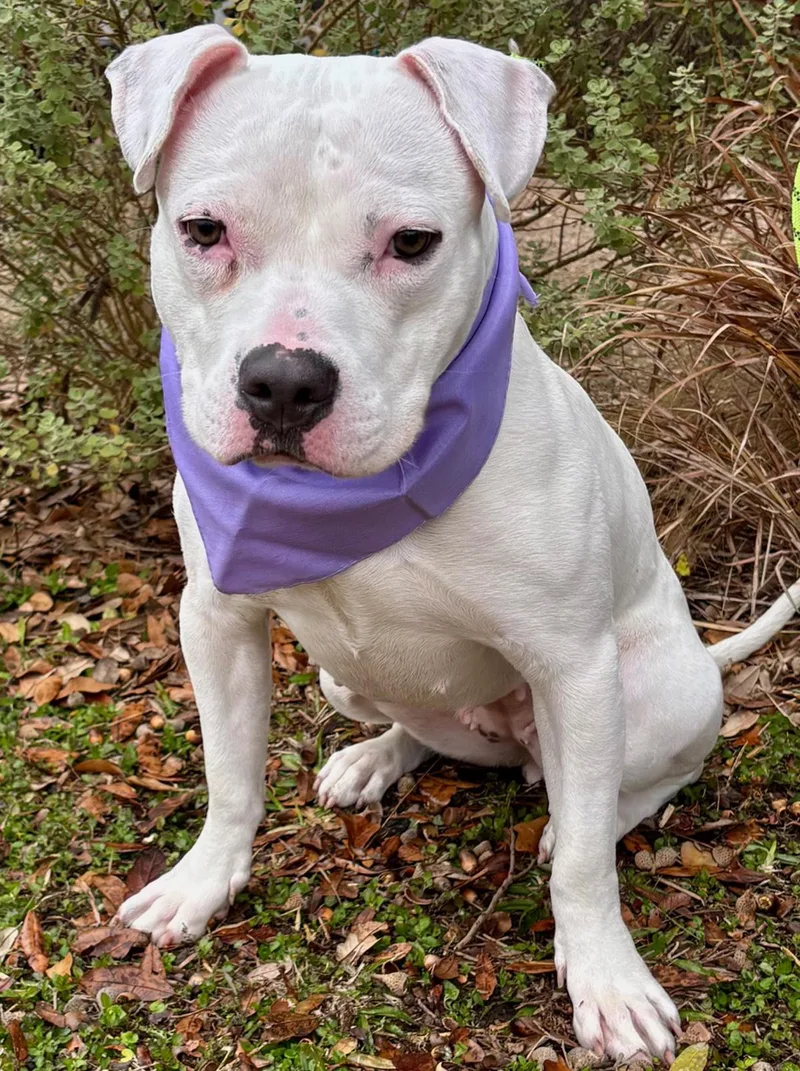 A young medium-sized female White / Cream American Bully dog named Playful PINKY Very for adoption in Cypress, TX
