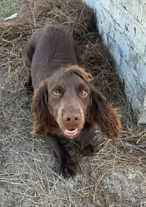 A young medium-sized male English Cocker Spaniel dog named Buddy Spaniel for adoption in Panama City, FL