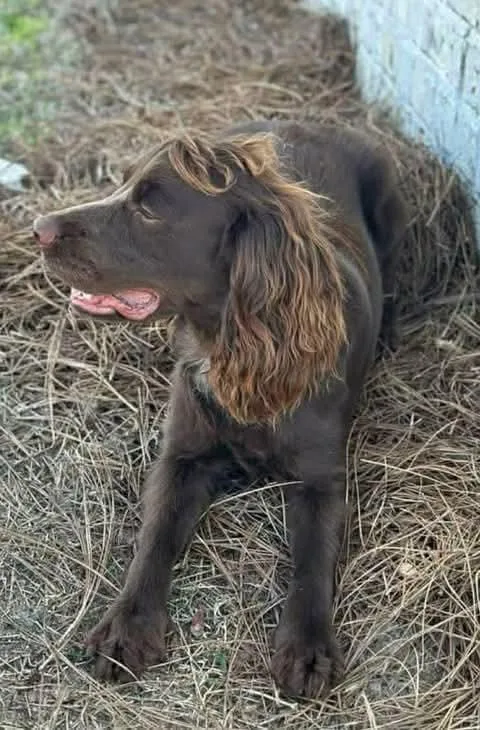 Buddy Spaniel thumbnail 2
