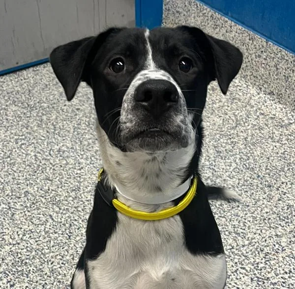A young large-sized male Pit Bull Terrier dog named Twinkle Toes for adoption in Golden, CO