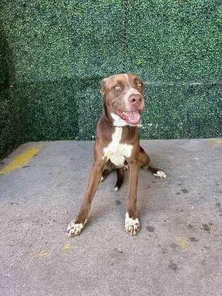 A baby medium-sized female Brown / Chocolate Shepherd dog named 61685795 for adoption in El Paso, TX