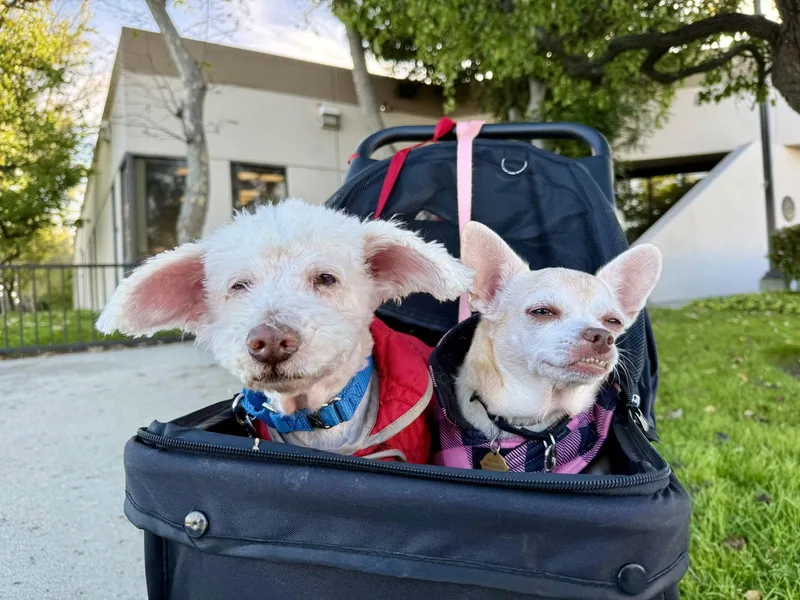 A senior small-sized female Chihuahua dog named Edie for adoption in Seal Beach, CA