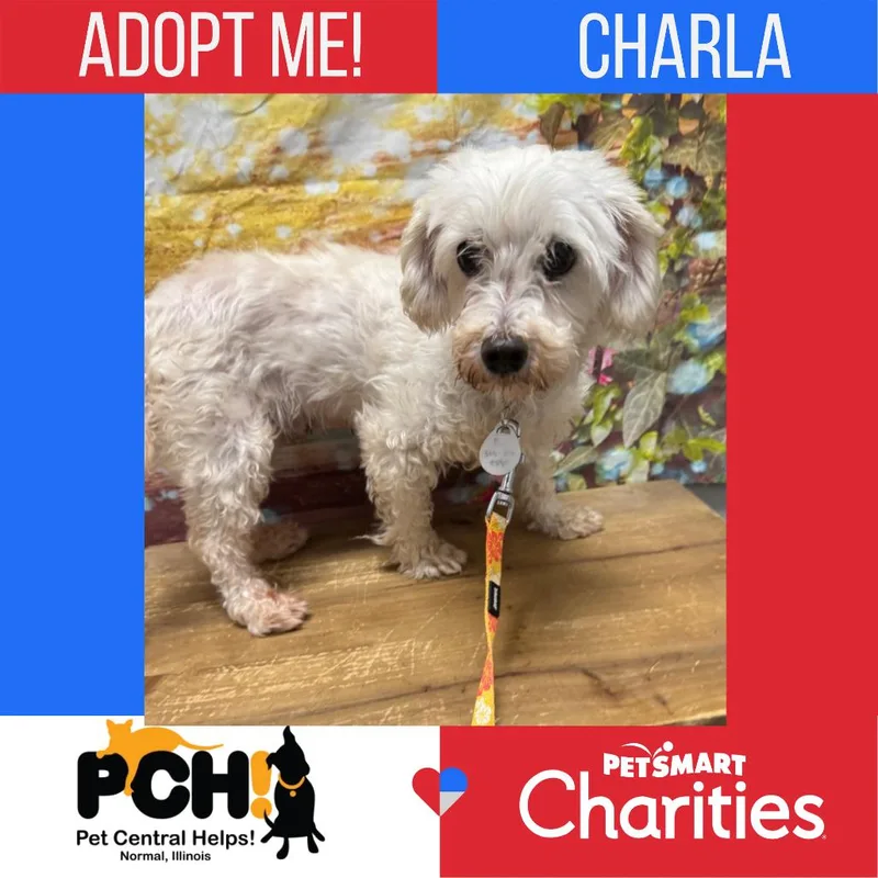 An adult small-sized female White / Cream Maltese dog named Charla for adoption in Normal, IL