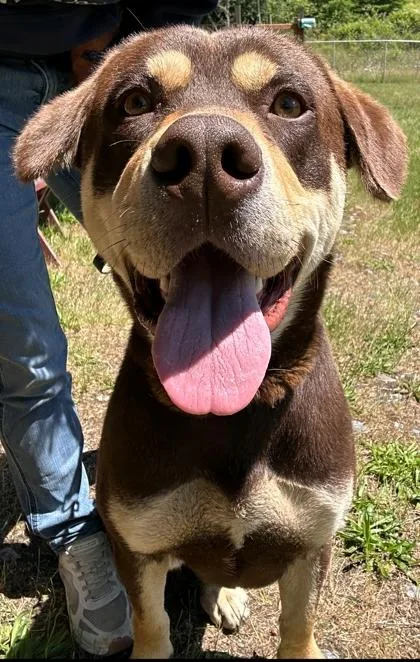 A young large-sized male Rottweiler dog named Rebel for adoption in Burlington, WA