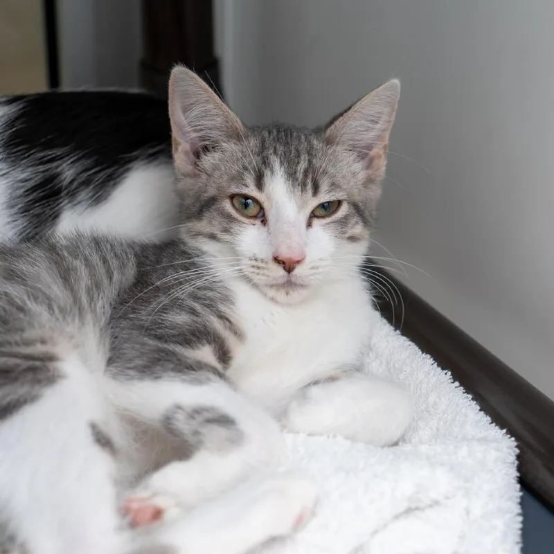 A baby small-sized male Gray / Blue / Silver Domestic Short Hair cat named Jet Li for adoption in New York, NY