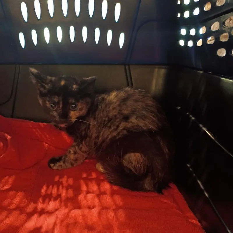 A baby small-sized female Tortoiseshell Domestic Short Hair cat named Canis for adoption in Lynchburg, VA