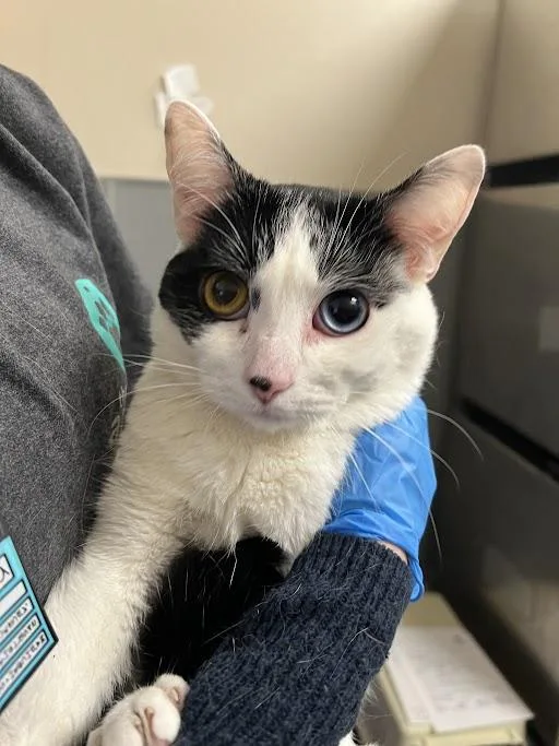 A young large-sized male Domestic Short Hair cat named Beef Cake for adoption in Las Vegas, NV