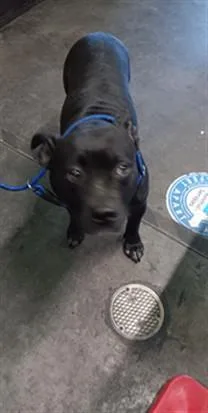 A young large-sized female Pit Bull Terrier dog named Misssy for adoption in Los Angeles, CA