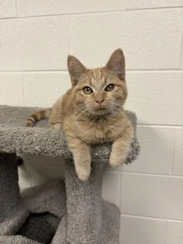 A young small-sized male Domestic Short Hair cat named Jupiter for adoption in Valparaiso, IN