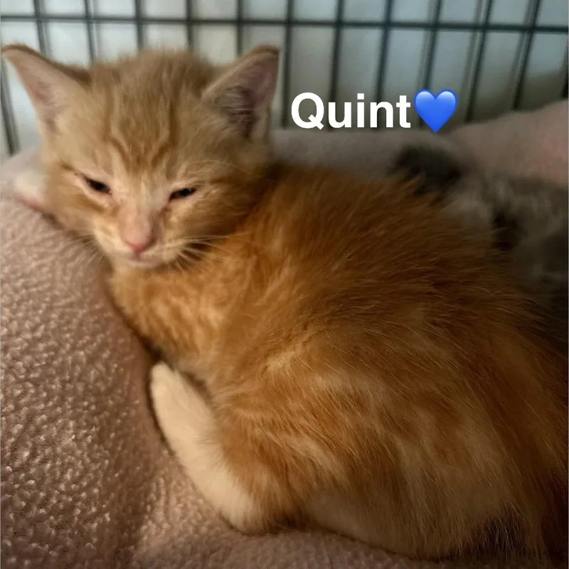 A baby small-sized male Orange / Red Domestic Short Hair cat named Quint for adoption in Peachtree City, GA