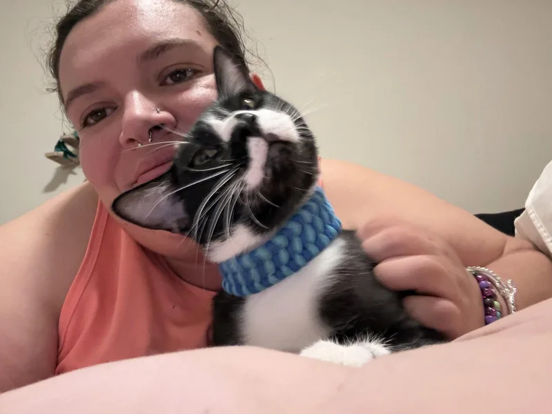 A baby medium-sized male Tuxedo cat named Dexter Napa for adoption in Napa, CA