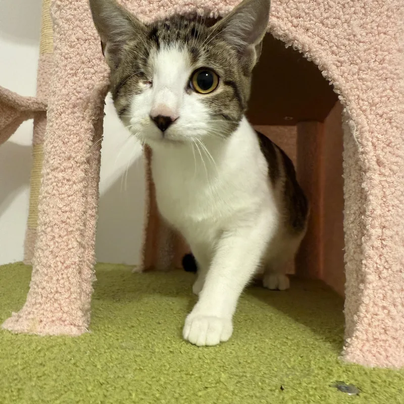 Edward "eddie" Teach thumbnail 3