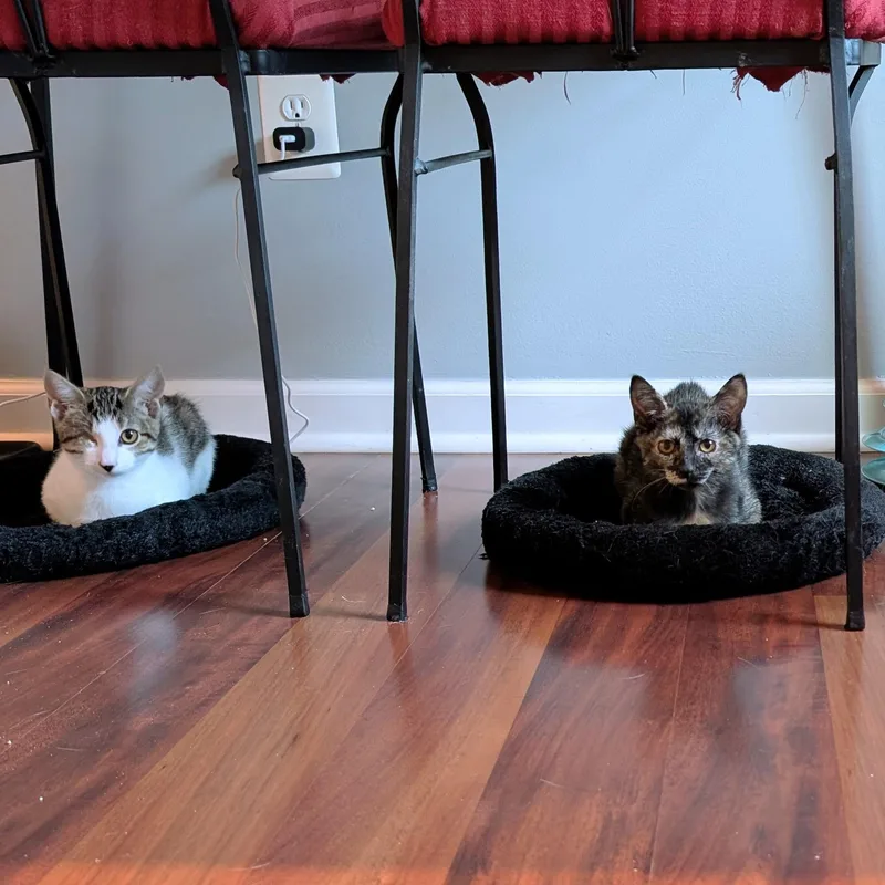 Edward "eddie" Teach thumbnail 4