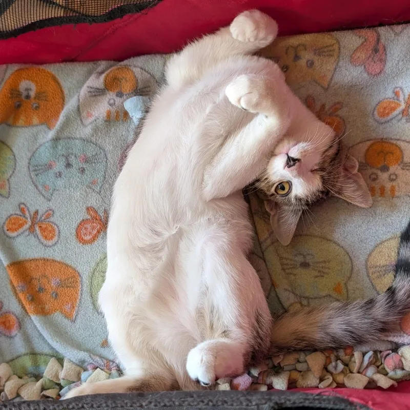 Edward "eddie" Teach thumbnail 6