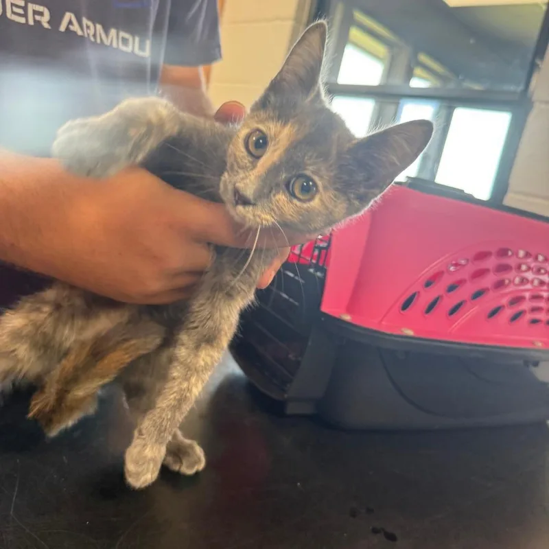 A baby small-sized female Gray / Blue / Silver Domestic Short Hair cat named Dolly for adoption in Ponca City, OK