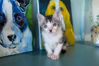 A baby small-sized male Domestic Short Hair cat named Dorian for adoption in San Antonio, TX
