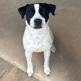 A young medium-sized male White / Cream Australian Cattle Dog / Blue Heeler dog named Jordan for adoption in Tyler, TX