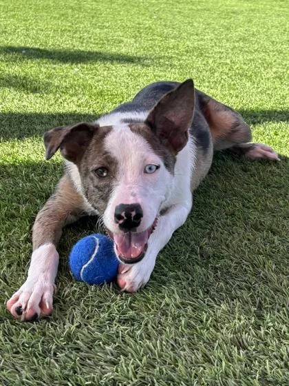 A baby small-sized female Catahoula Leopard Dog dog named Cadence for adoption in El Paso, TX