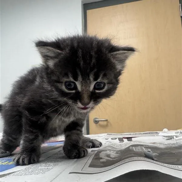 A baby small-sized male Brown / Chocolate Domestic Short Hair cat named Cappy for adoption in Jacksonville, FL