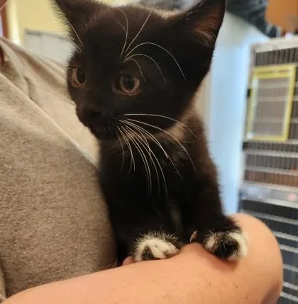 A baby small-sized male Domestic Short Hair cat named Toby McGuire for adoption in Independence, MO