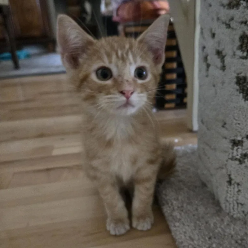 A baby small-sized male Orange / Red Domestic Short Hair cat named Don Everly for adoption in Houston, TX