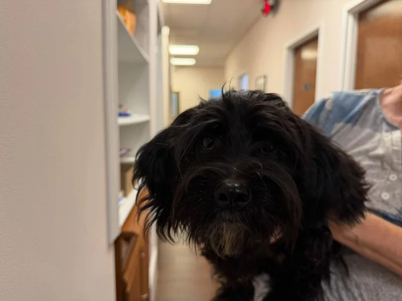 A young small-sized male Terrier dog named Bart for adoption in Holly Springs, NC