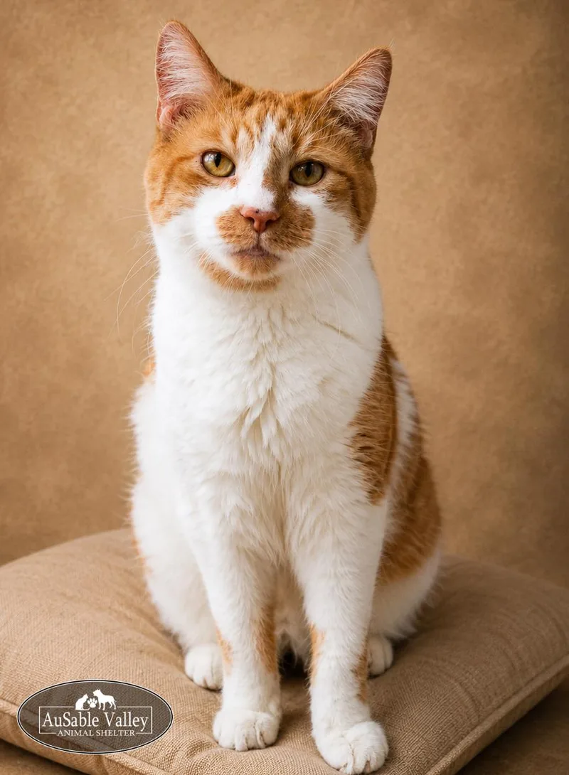 A senior medium-sized male Orange & White Domestic Short Hair cat named Jacky for adoption in Grayling, MI