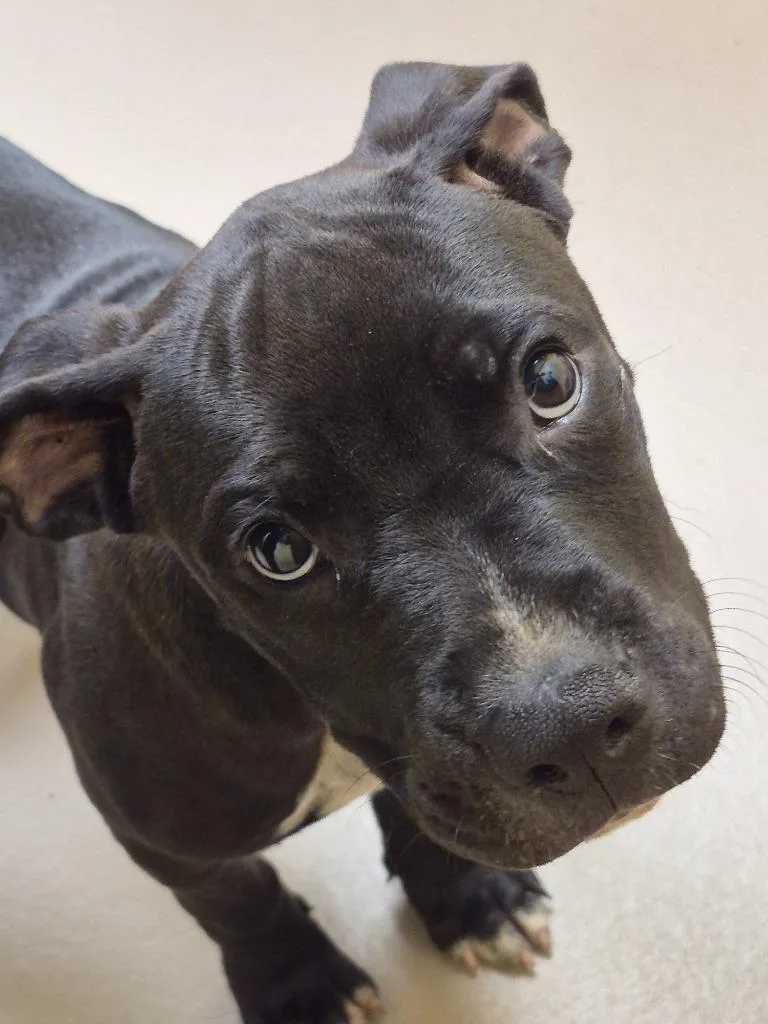 A baby medium-sized male Boxer dog named Potoe for adoption in Crossville, TN