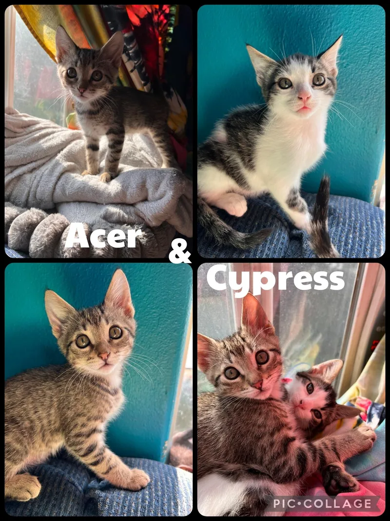 A baby small-sized male Tabby (Buff / Tan / Fawn) Domestic Short Hair cat named Acer and Cypress for adoption in Newberg, OR