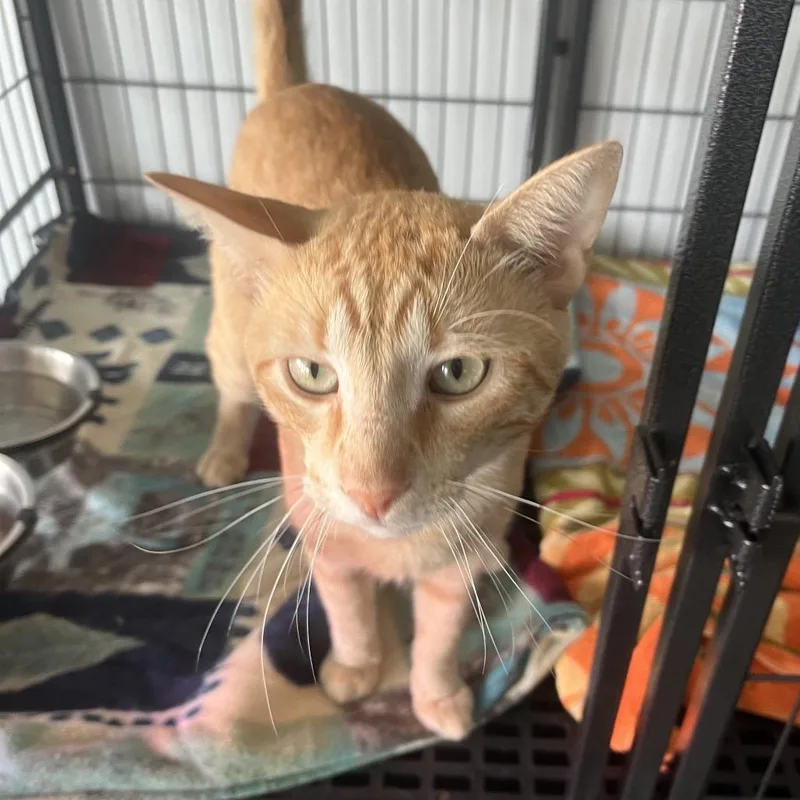 An adult medium-sized male Orange / Red Domestic Short Hair cat named Andre for adoption in Crookston, MN