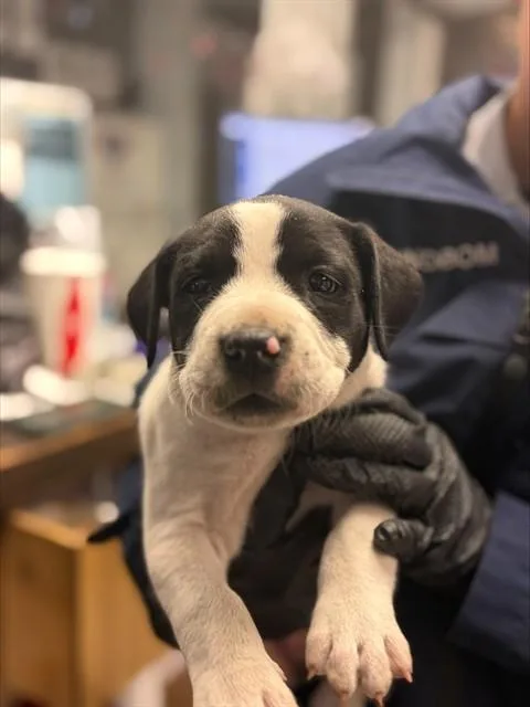 A baby small-sized female Labrador Retriever dog named A for adoption in Stockton, CA