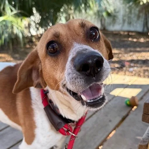 An adult small-sized male Yellow / Tan / Blond / Fawn Mixed Breed dog named Bam Bam for adoption in Charleston, SC