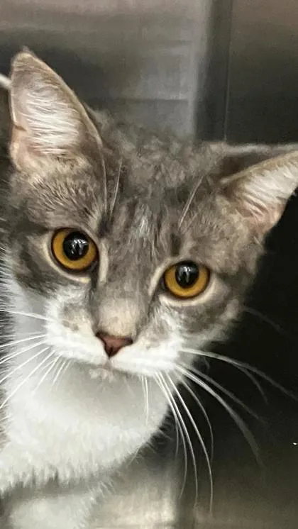 An adult medium-sized female Domestic Short Hair cat named Sushi for adoption in Venice, FL