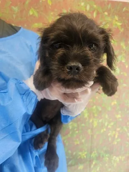 A young small-sized female Terrier dog named Hydra for adoption in San Antonio, TX