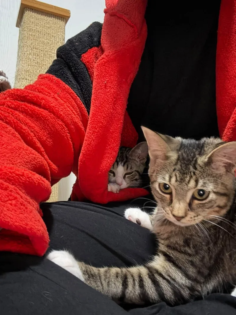 Lentil thumbnail 2