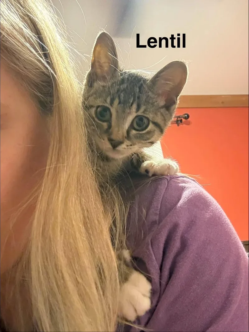 Lentil thumbnail 3